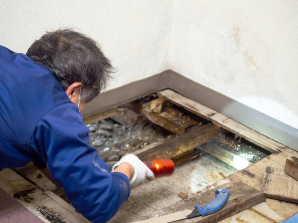 Best Water Damage Restoration  in Creighton, NE