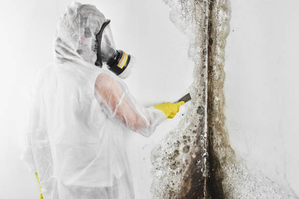Best Toxic Mold Removal  in Creighton, NE