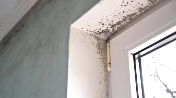 Best Office Mold Removal Services  in Creighton, NE