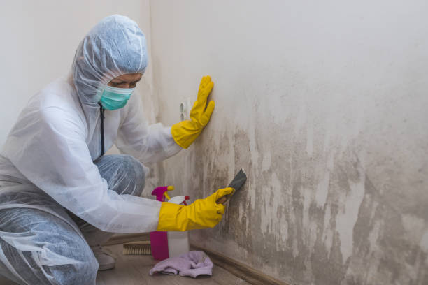 Best Attic Mold Removal  in Creighton, NE