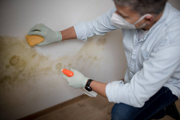 Best Emergency Mold Removal  in Creighton, NE