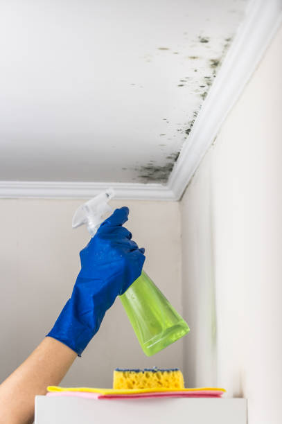 Best Mold Remediation Experts  in Creighton, NE